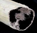 Petrified Wood Limb Section - Oregon #28364-1